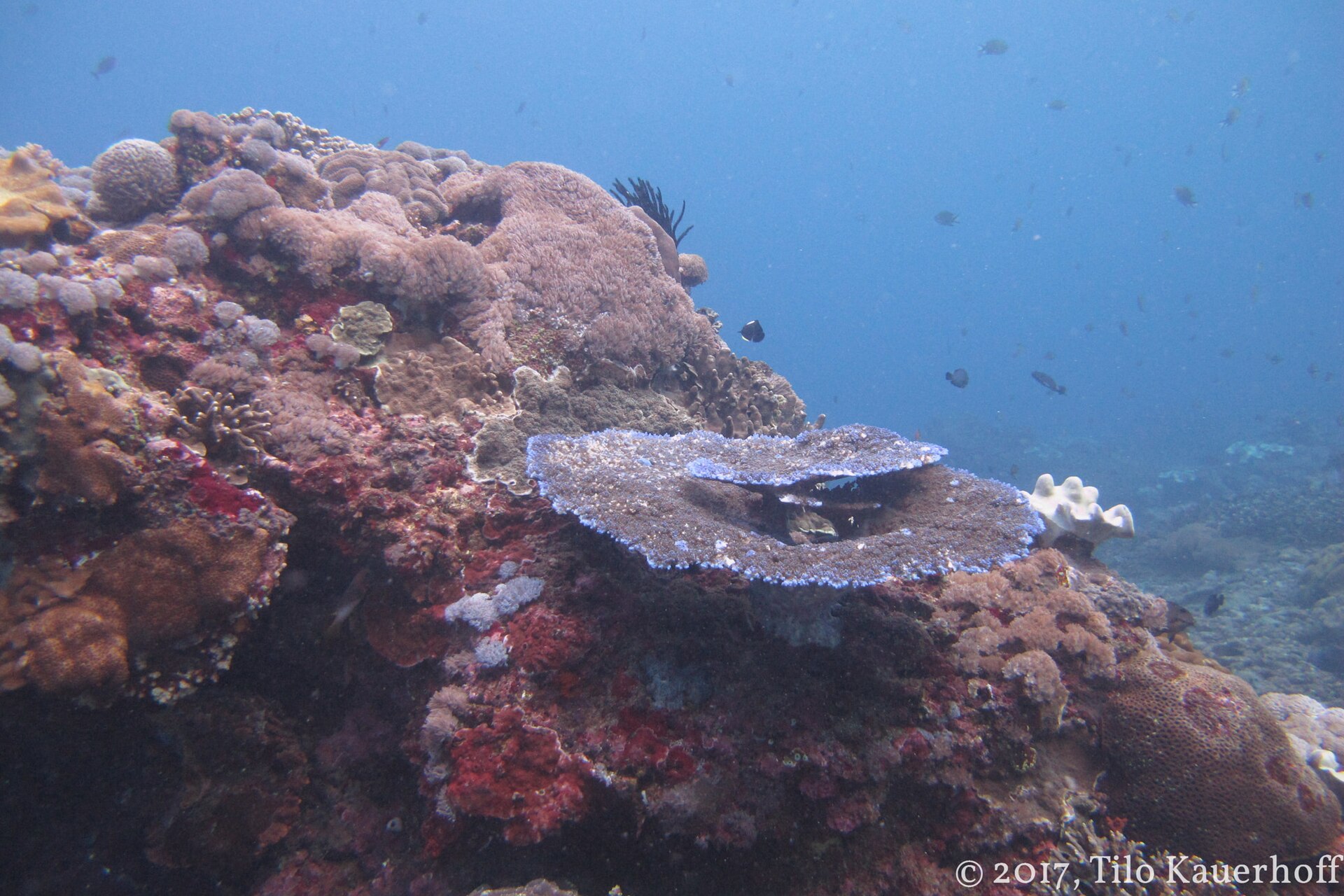 Coral reef at Crystal Bay, Nusa Penida.
