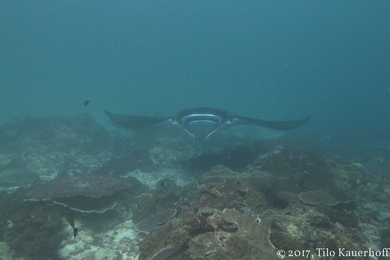 Manta ray approaching divers at Manta Point around Nusa Penida; encounters are never guaranteed.