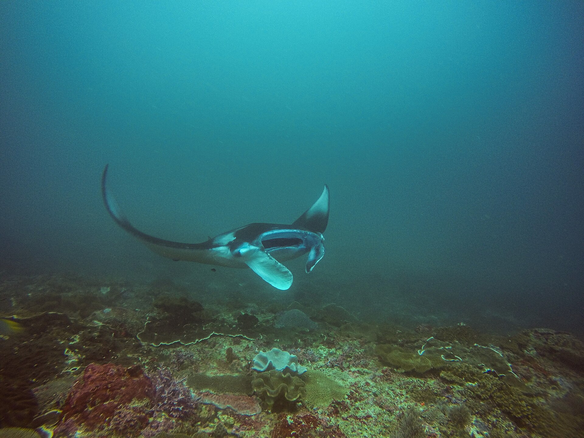 Manta ray photographed at Manta Bay, Nusa Penida.