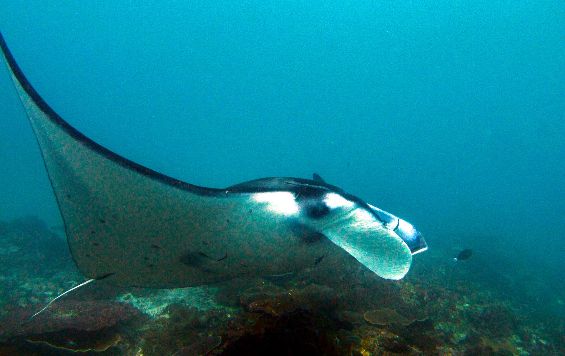 Manta ray at Manta Point, Nusa Penida.