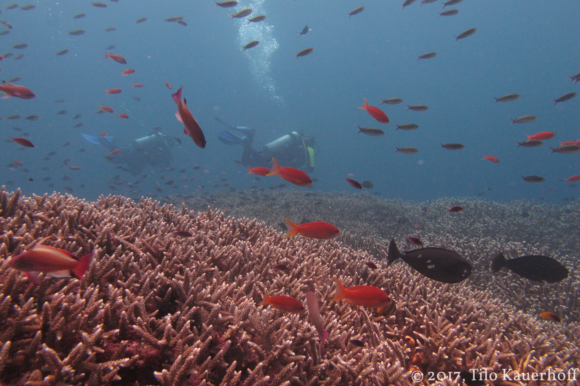 Drift divers and coral reef at SD Point, Nusa Penida.