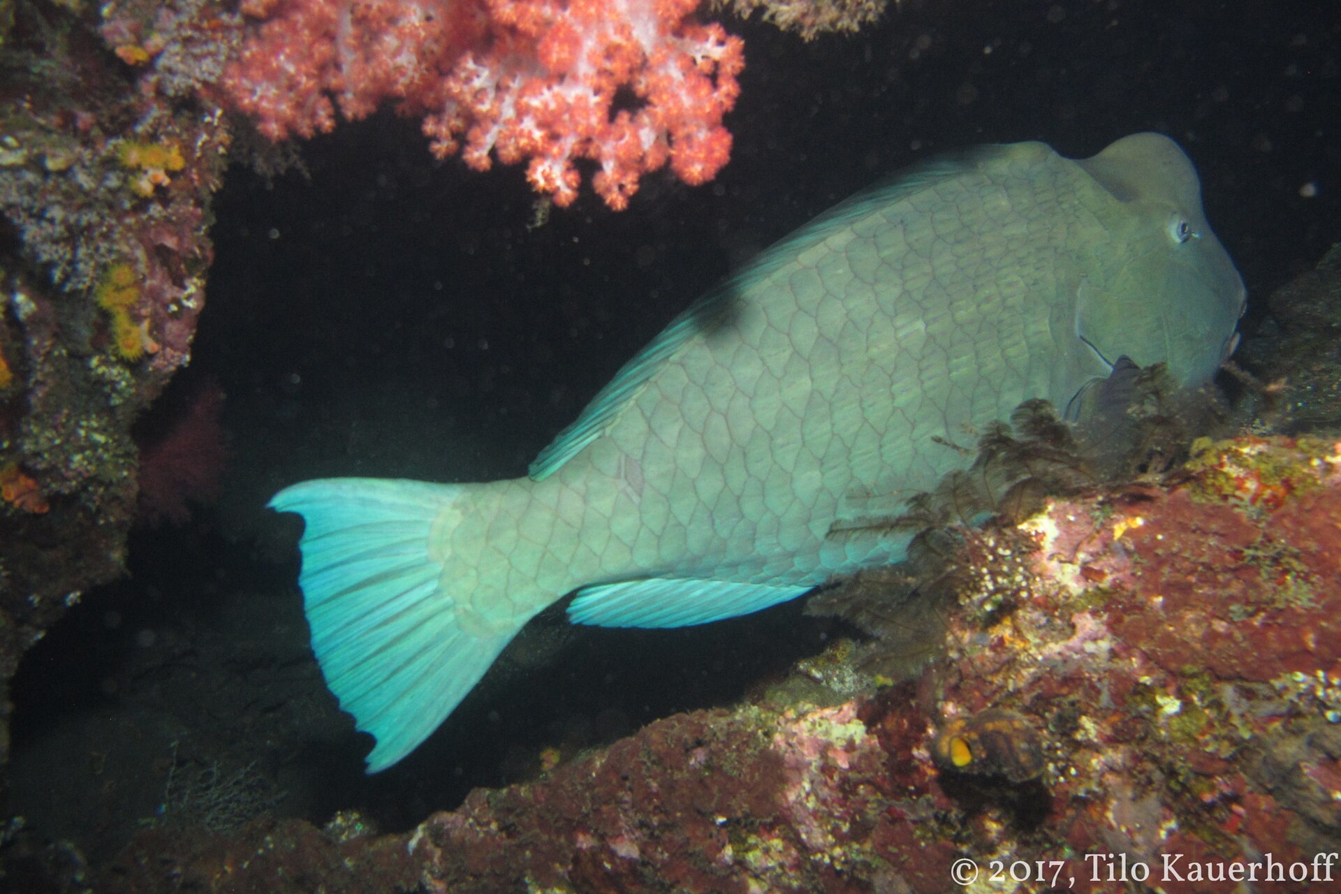 Bumphead parrotfish sheltering at the USAT Liberty wreck in Tulamben.
