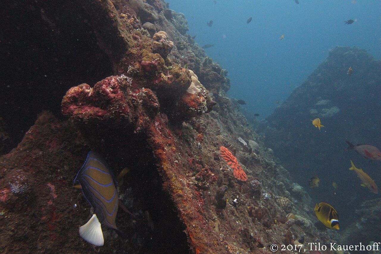 Marine growth on the USAT Liberty wreck at Tulamben; representative of the wider Tulamben–Kubu coast where used elsewhere.