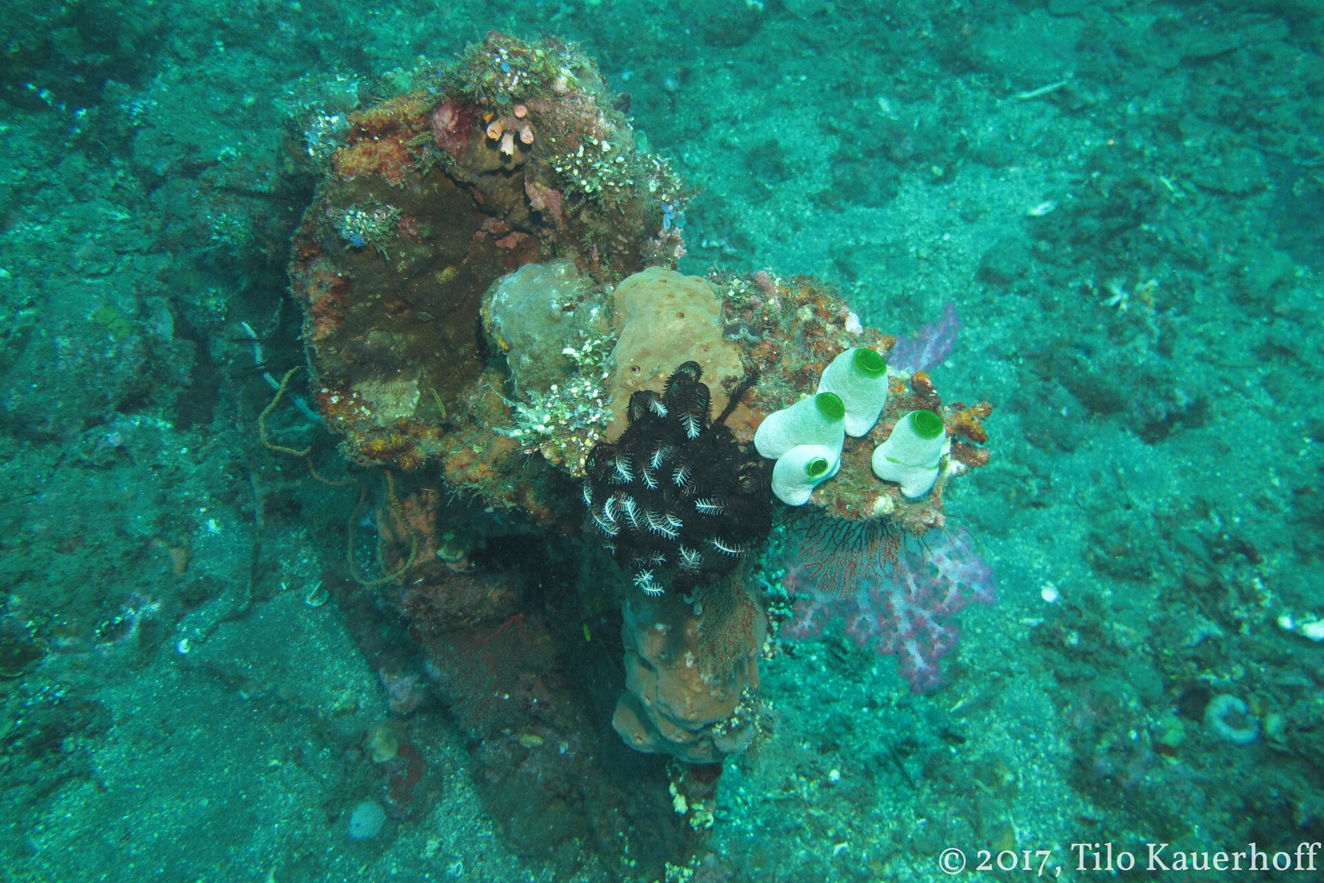 Small reef community beside the USAT Liberty wreck in Tulamben.