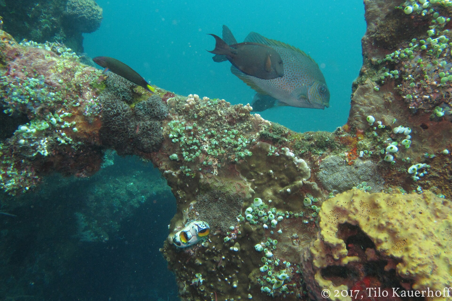 Fish and marine growth framed by the USAT Liberty wreck in Tulamben.
