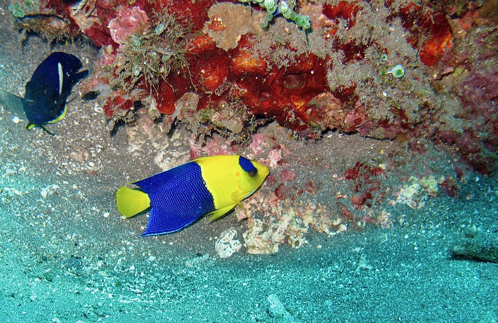 Bicolor angelfish photographed at Jemeluk Wall, Amed, Bali.