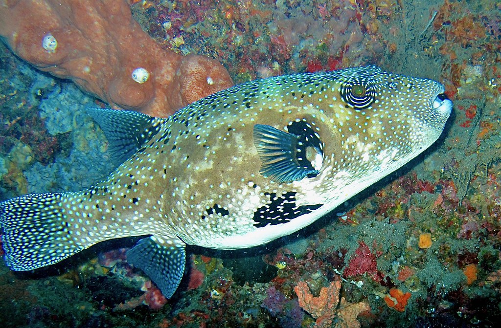 Bluespotted puffer photographed at Jemeluk Wall, Amed, Bali.