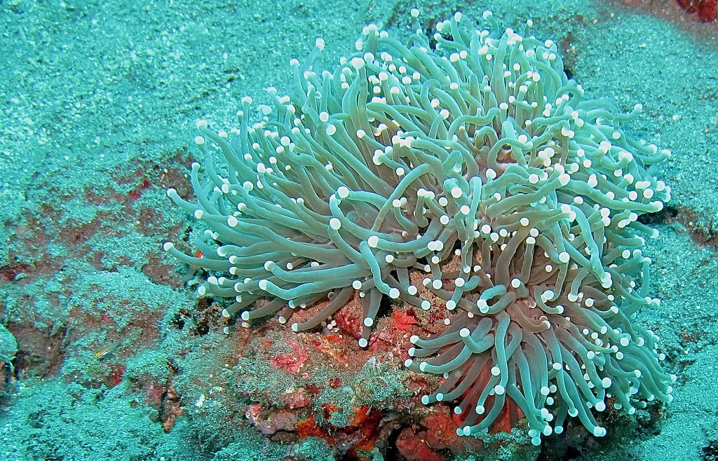 Torch coral photographed at Jemeluk Wall, Amed, Bali.