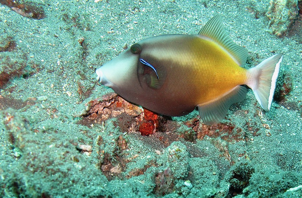 Flagtail triggerfish photographed at Jemeluk Wall, Amed, Bali.