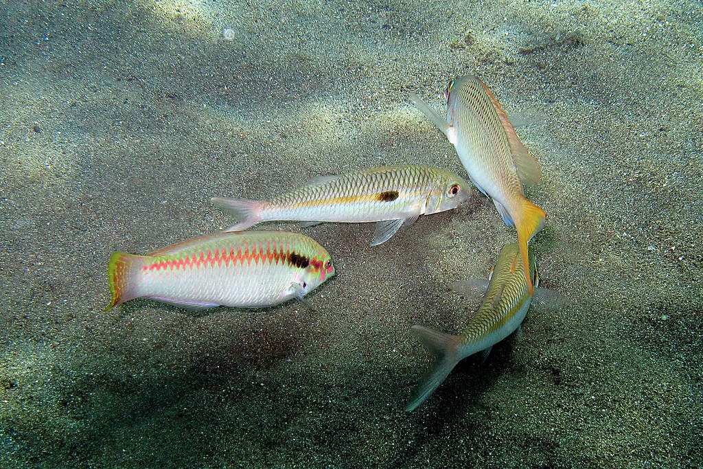 Reef fish photographed at Jemeluk Wall, Amed, Bali.
